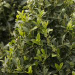 Load image into Gallery viewer, Holly, Emerald Colonnade #30