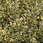 Load image into Gallery viewer, Holly, Gold Coast #5
