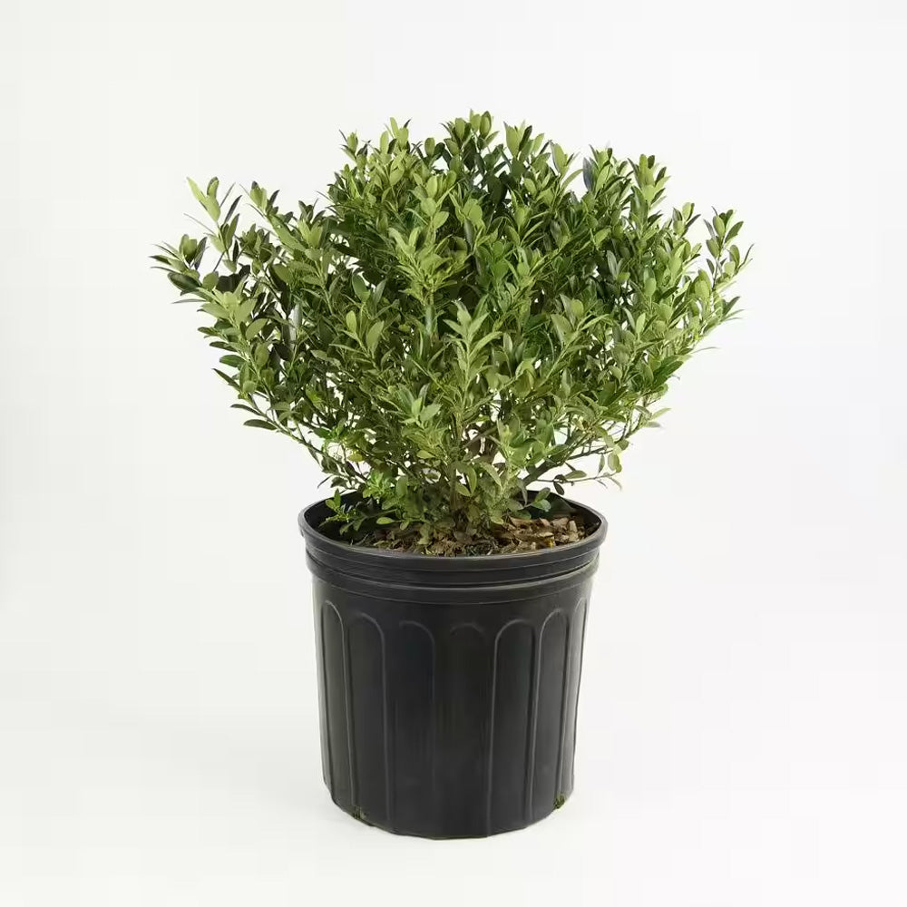 Holly, Hoogendorn #7