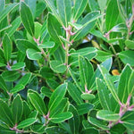 Load image into Gallery viewer, Holly, Inkberry Shamrock #3
