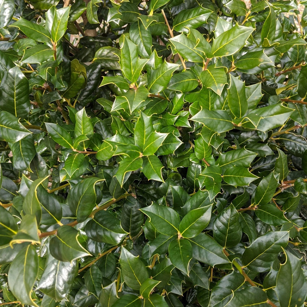 Holly, Nellie Stevens 8' - 10' B&B