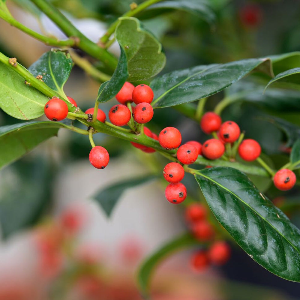 Holly, Nellie Stevens 12'- 14' B&B – Greenwood Creek Nursery