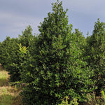 Load image into Gallery viewer, Holly, Nellie Stevens 8' - 10' B&B