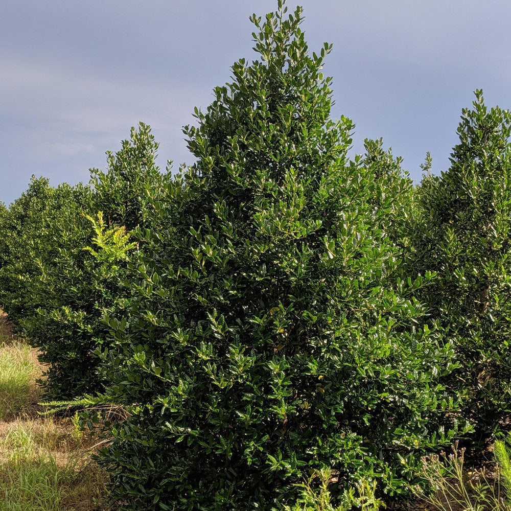 Holly, Nellie Stevens 7'- 8' B\u0026B – Greenwood Creek Nursery, image size:1000x1000