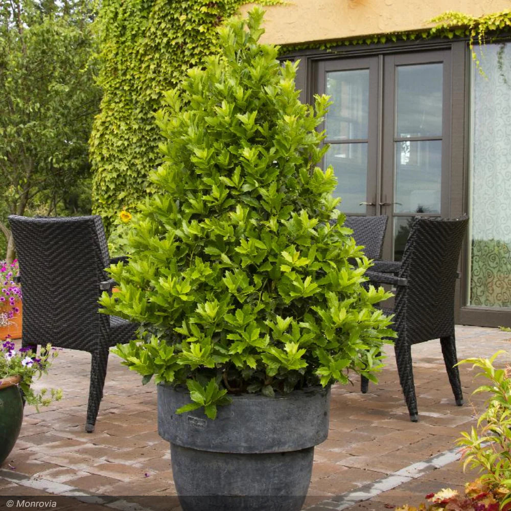 Holly, Oak Leaf 8'-10' B&B – Greenwood Creek Nursery