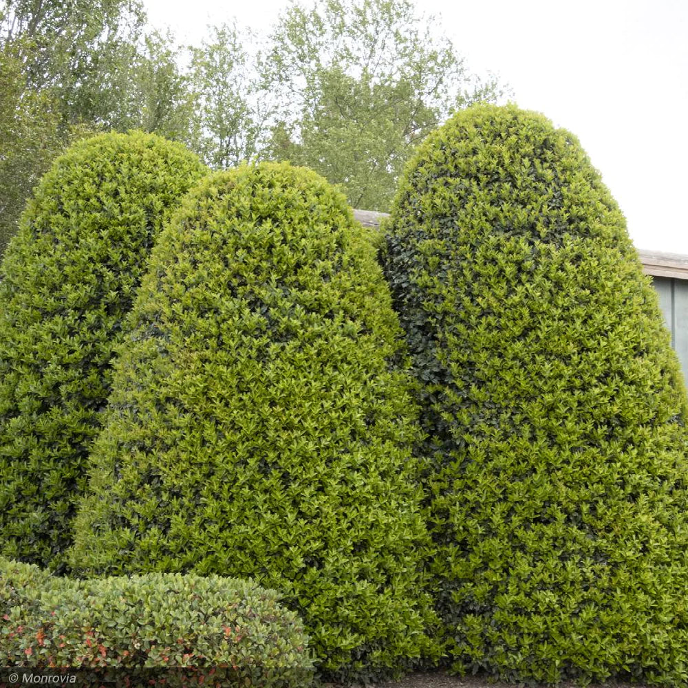 Holly, Oak Leaf 8'-10' B&B – Greenwood Creek Nursery