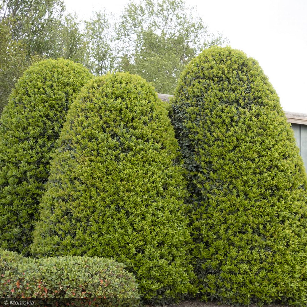 Holly, Oakland #5 – Greenwood Creek Nursery