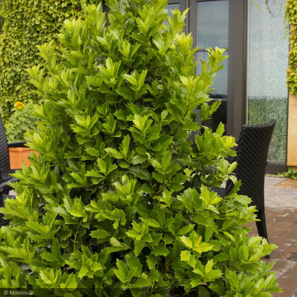 Holly, Oak Leaf 8'-10' B&B – Greenwood Creek Nursery