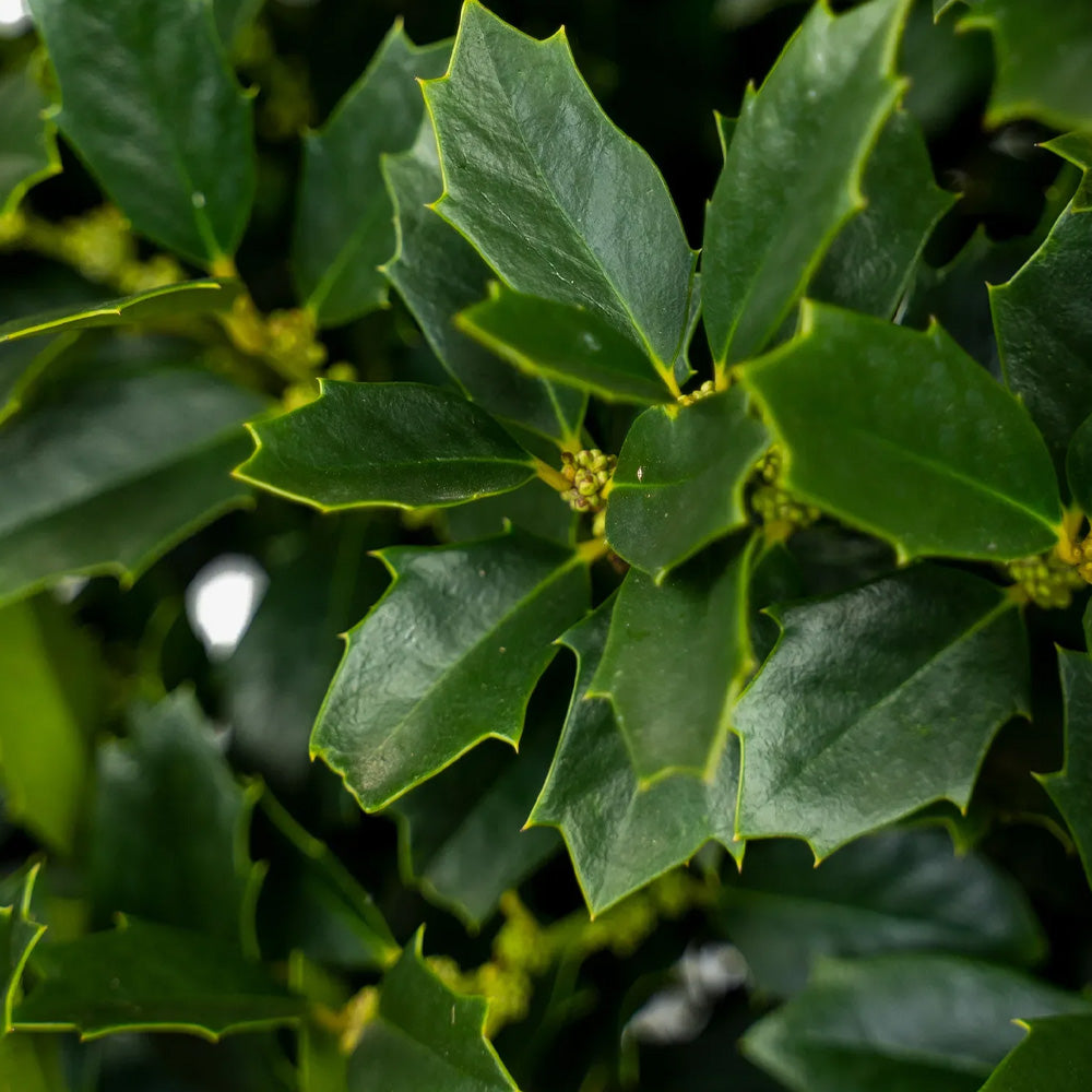 Holly, Oakland #25 – Greenwood Creek Nursery