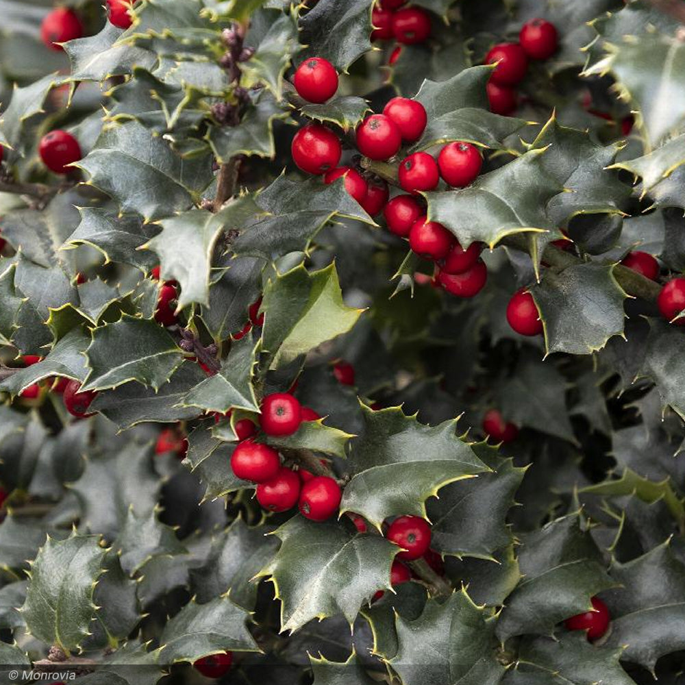 Holly, Red Beauty Holly #10 – Greenwood Creek Nursery