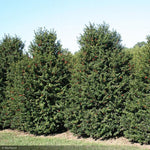 Load image into Gallery viewer, Holly, Red Beauty Holly #10