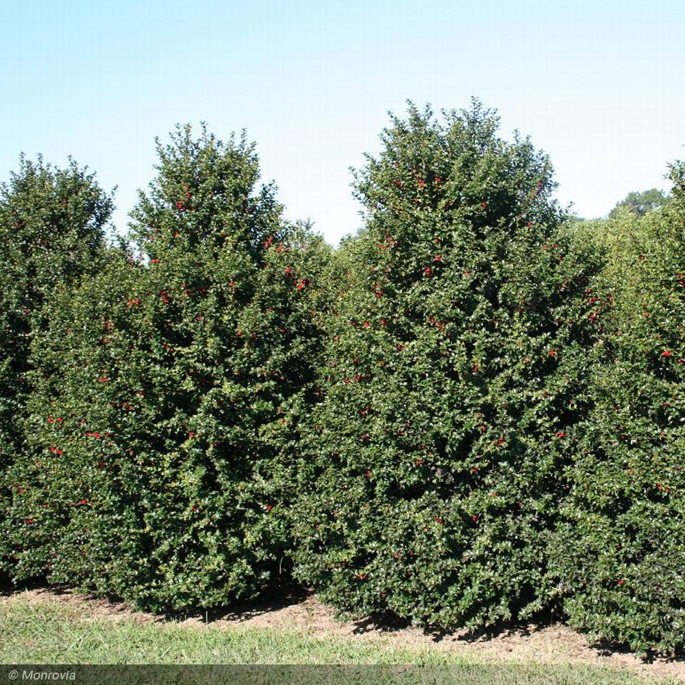Holly, Red Beauty Holly #10