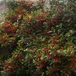 Load image into Gallery viewer, Holly, Winterberry Red Sprite #3