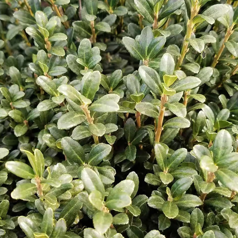Holly, Sky Pencil #3 – Greenwood Creek Nursery