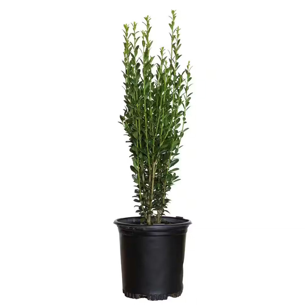 Holly, Sky Pencil #3 – Greenwood Creek Nursery