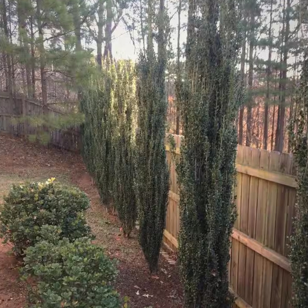 Holly, Sky Pencil #3 – Greenwood Creek Nursery