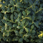 Load image into Gallery viewer, Holly, Soft Touch #3