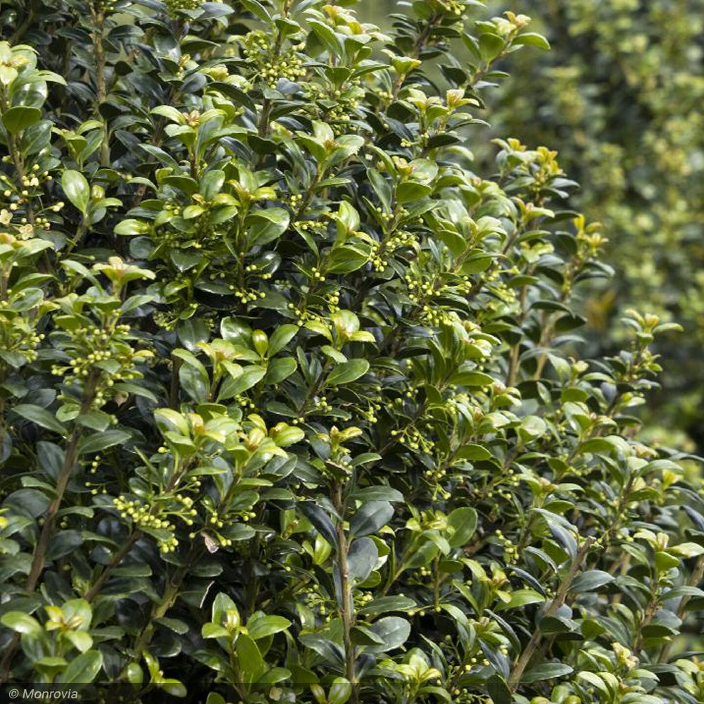 Holly, Steeds #15 – Greenwood Creek Nursery