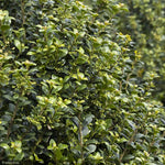 Load image into Gallery viewer, Holly, Steeds #7