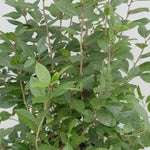 Load image into Gallery viewer, Holly, Winterberry Apollo Male #3