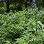 Load image into Gallery viewer, Holly, Winterberry Southern Gentleman #3