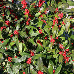 Load image into Gallery viewer, Holly, Winterberry Winter Red #3