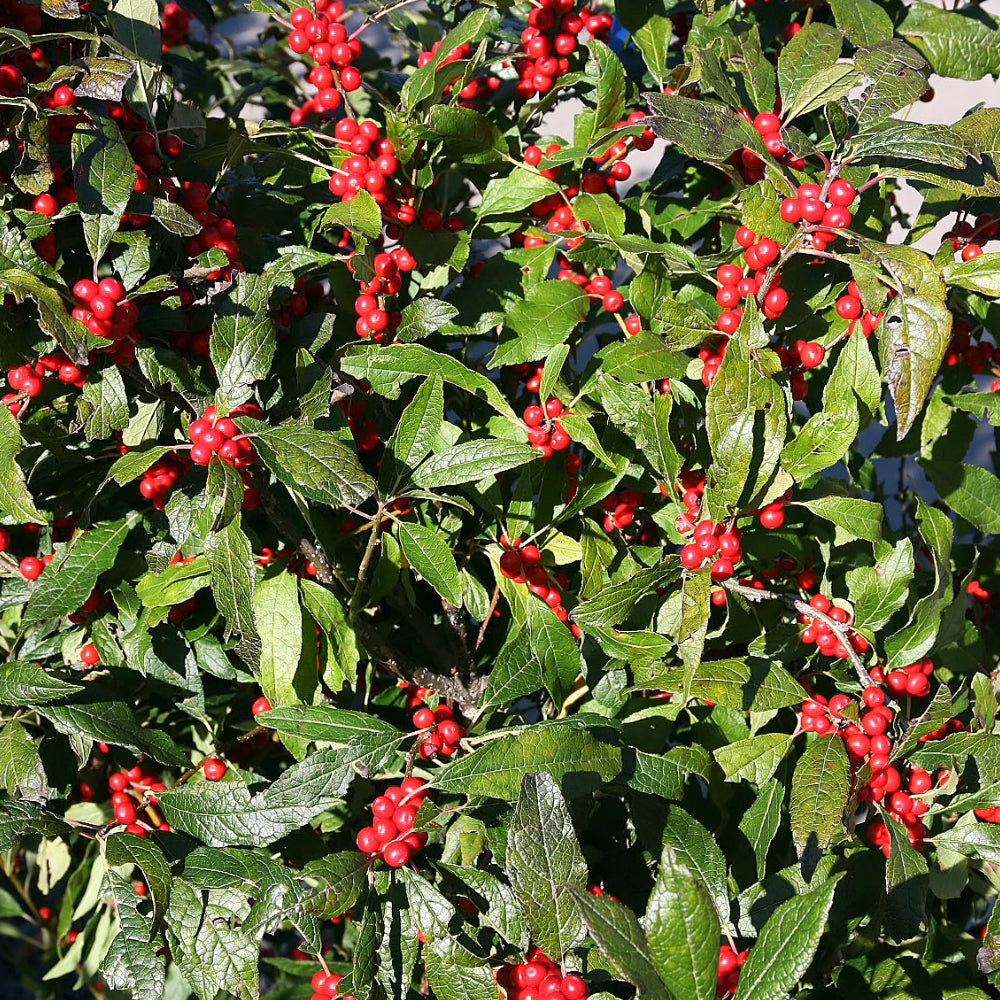 Holly, Winterberry Winter Red #3