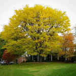 Load image into Gallery viewer, Honeylocust, Shademaster #15