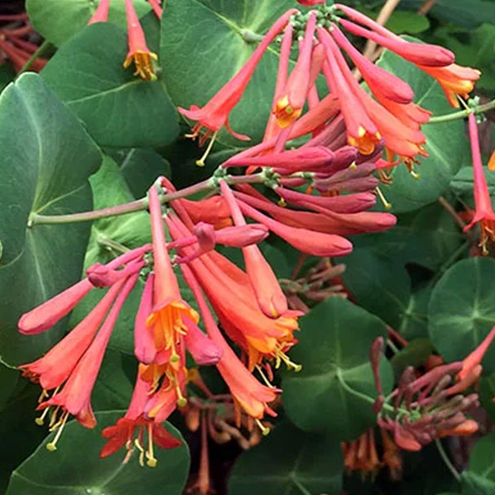 Honeysuckle, Dropmore Scarlet Trumpet #1  Greenwood Creek Nursery