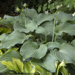 Load image into Gallery viewer, Hosta, Blue Angel #1