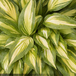 Load image into Gallery viewer, Hosta, Cherry Berry #1