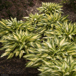 Load image into Gallery viewer, Hosta, Cherry Berry #1