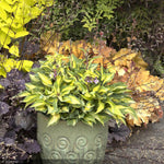 Load image into Gallery viewer, Hosta, Fantasy Island #1