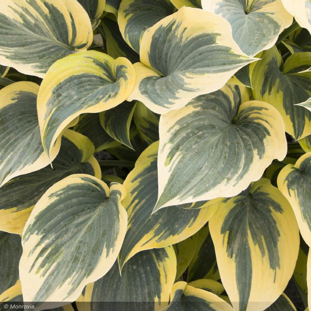 Hosta, First Frost #1