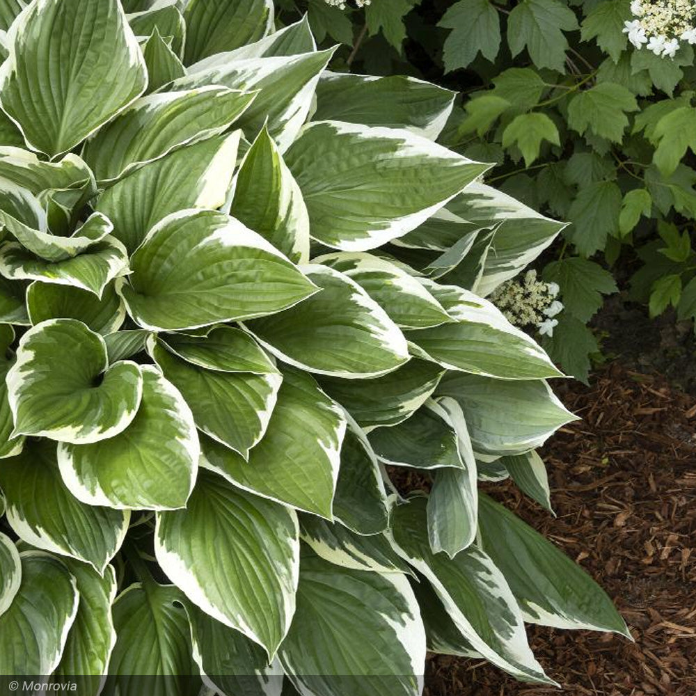 Hosta, Francee #1