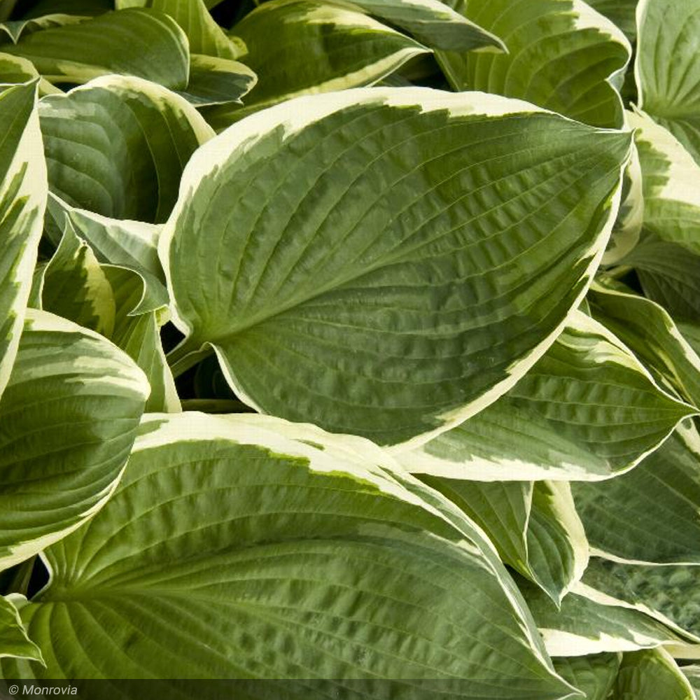 Hosta, Francee #1