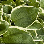 Load image into Gallery viewer, Hosta, Francee #2
