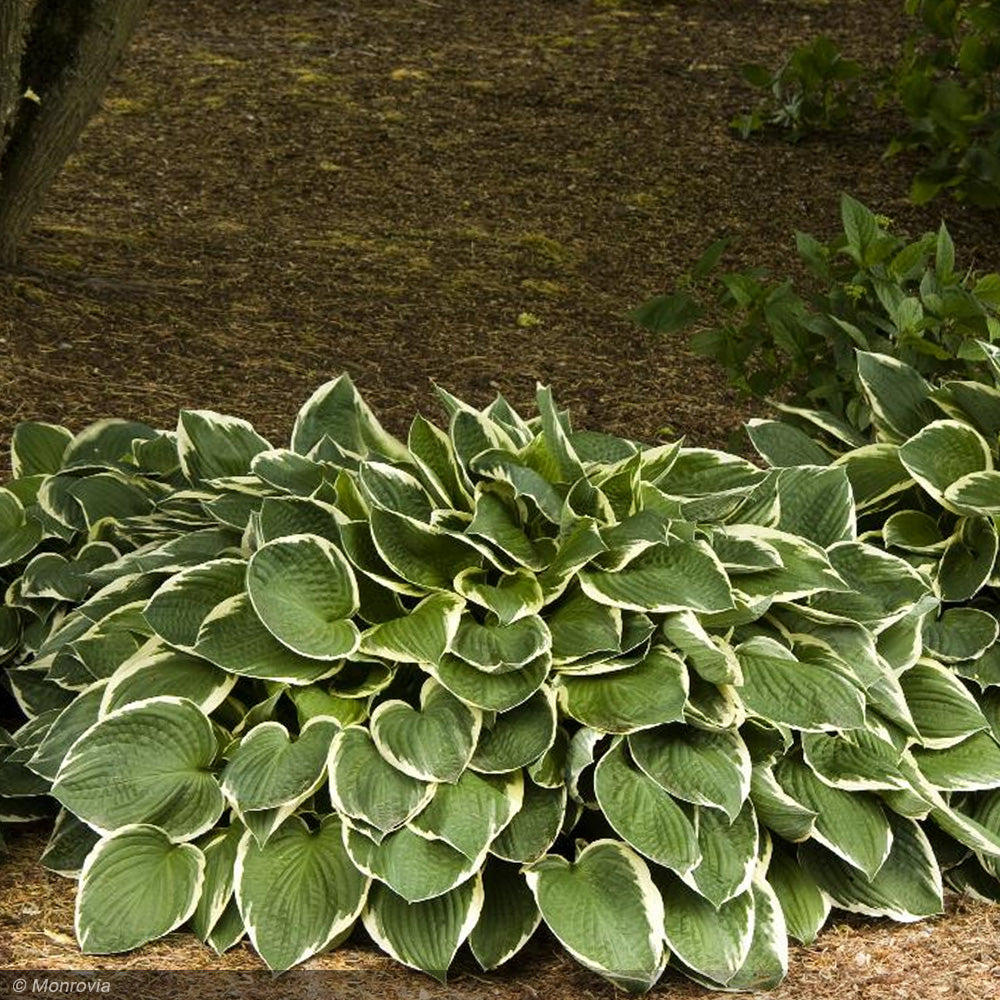 Hosta, Francee #1