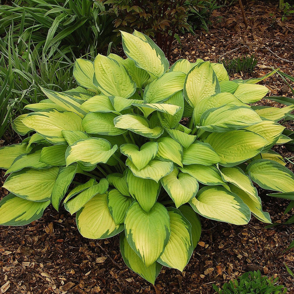 Hosta, Gold Standard #1 – Greenwood Creek Nursery