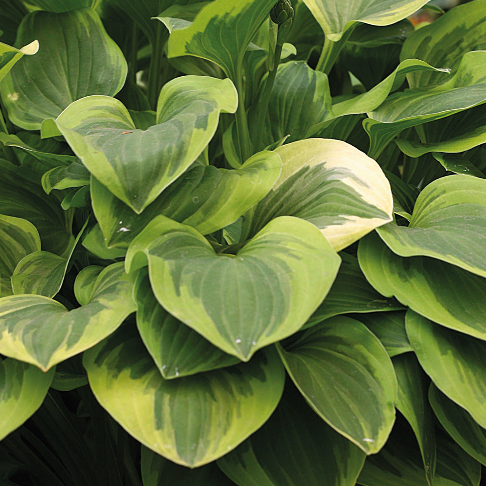 Hosta, Golden Tiara #1