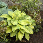 Load image into Gallery viewer, Hosta, Guacamole #2