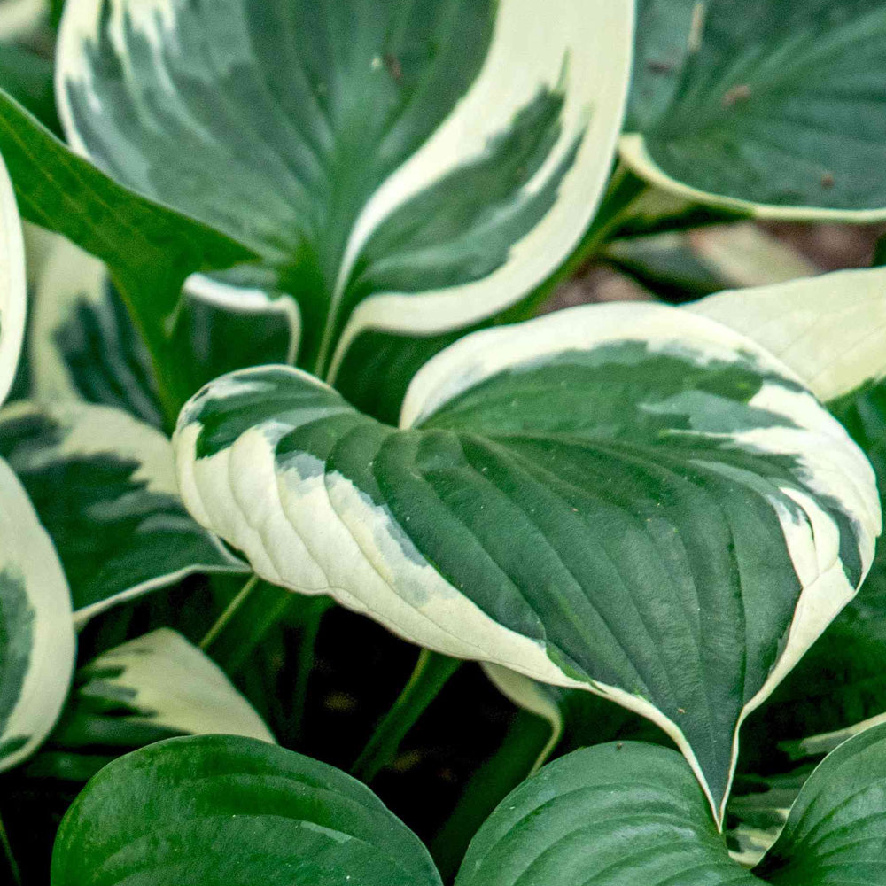 Hosta, Patriot #1