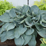 Load image into Gallery viewer, Hosta, Shadowland Above The Clouds #1
