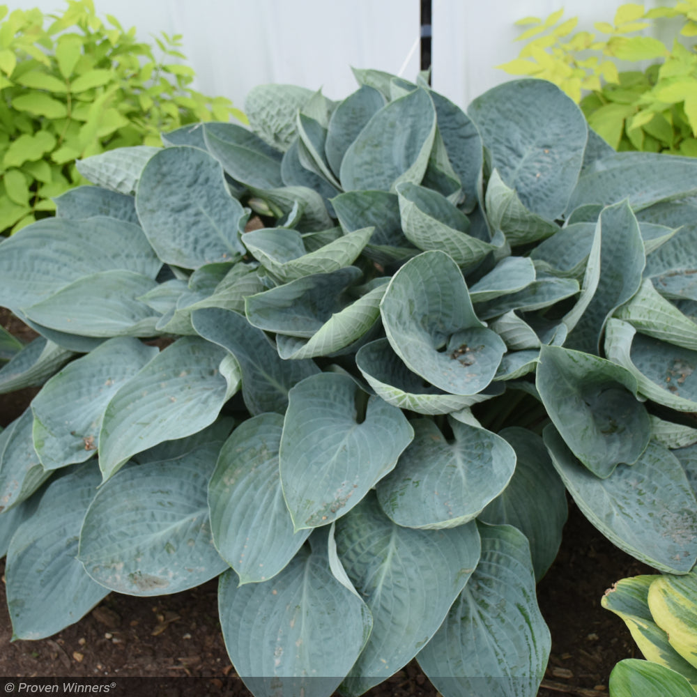 Hosta, Shadowland Above The Clouds #1