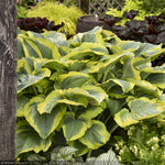 Load image into Gallery viewer, Hosta, Shadowland Seducer #1