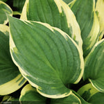 Load image into Gallery viewer, Hosta, Sorbet #1