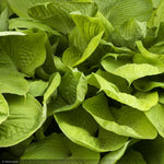 Load image into Gallery viewer, Hosta, Sum & Substance #1