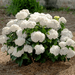 Load image into Gallery viewer, Hydrangea, Endless Summer DreamCloud #3