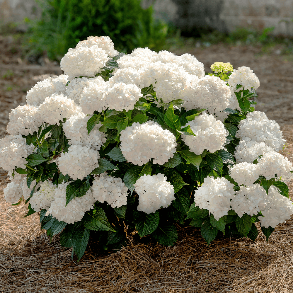 Hydrangea, Endless Summer DreamCloud #3