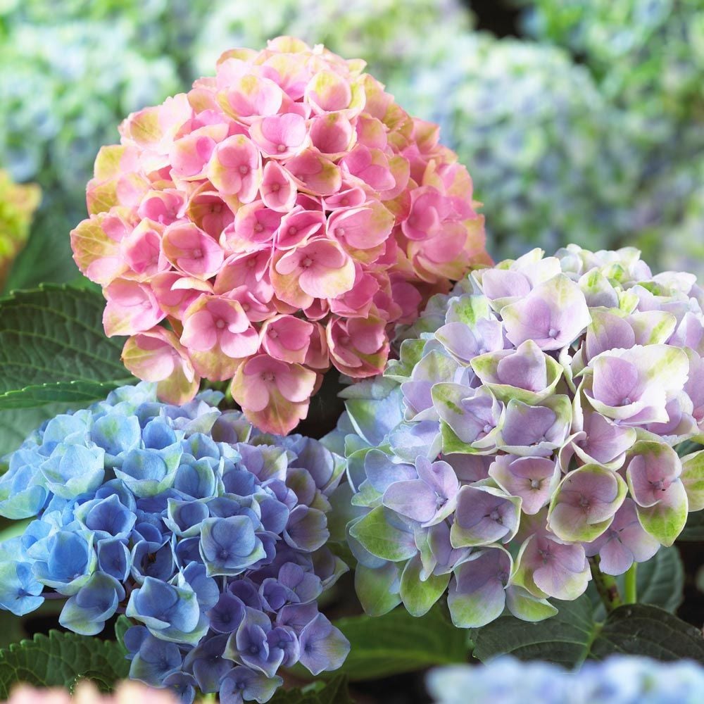 Hydrangea, Magical Revolution #3